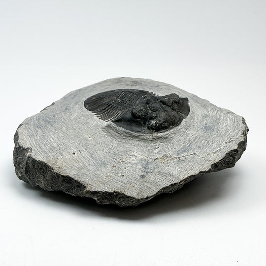 Trilobite Scutellum Fossil