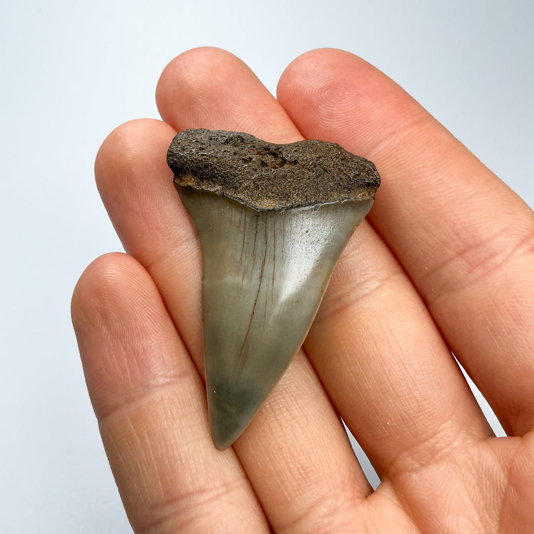 Fossilized Shark Tooth Specimen: Extinct Great White Shark