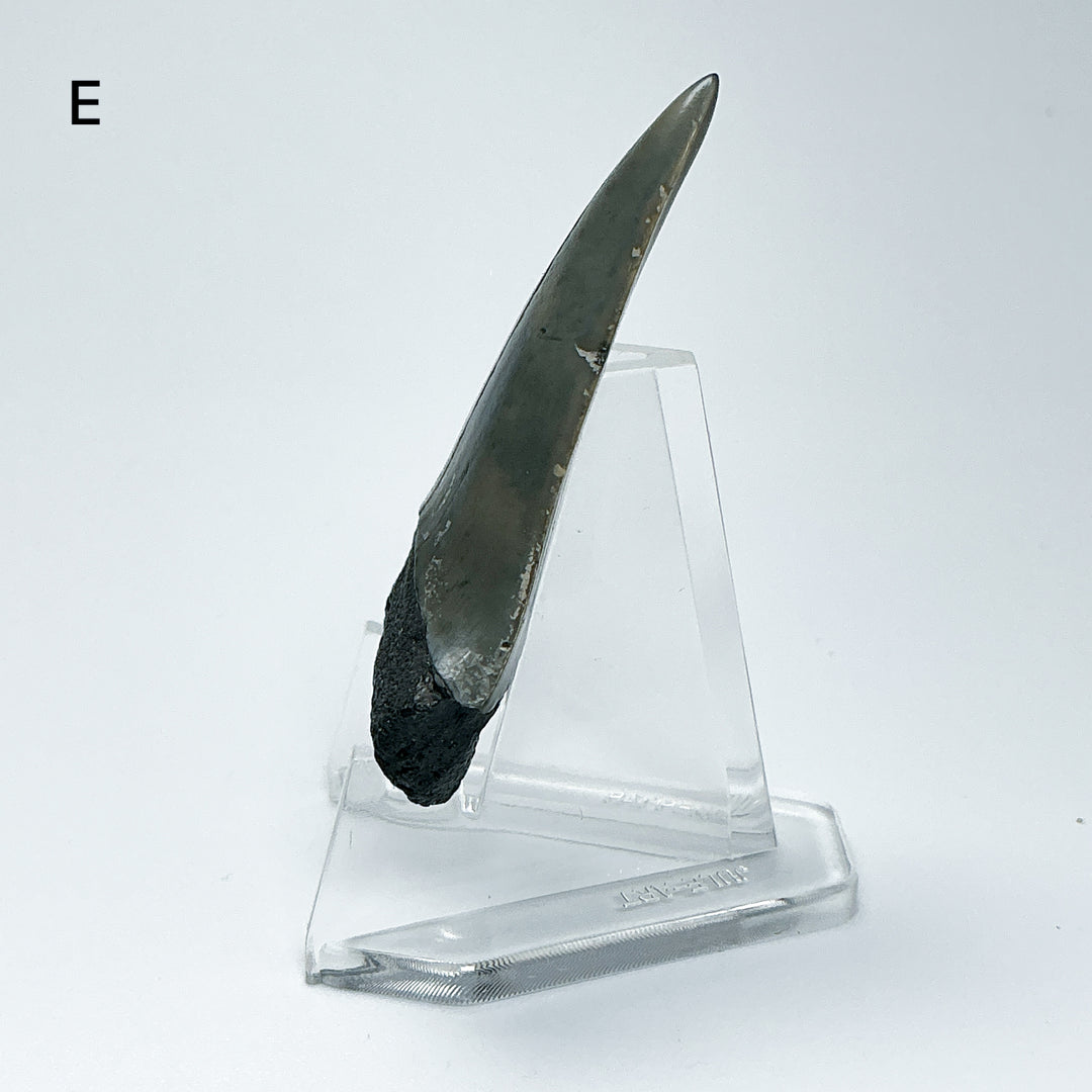 Fossilized Shark Tooth Specimen: Carcharodon Megalodon