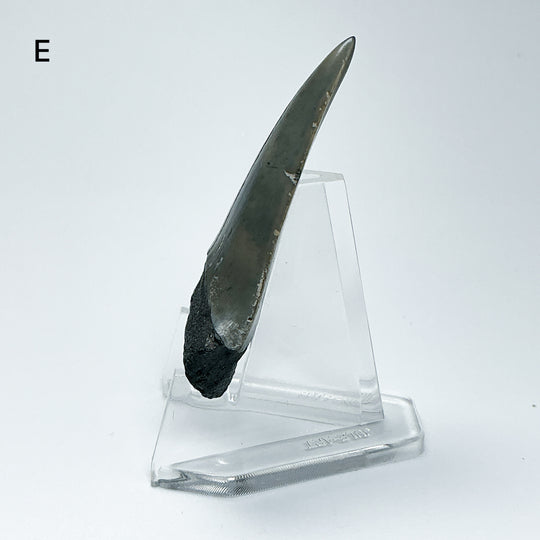 Fossilized Shark Tooth Specimen: Carcharodon Megalodon