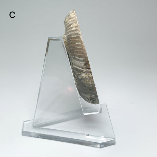 Chambered Ammonite