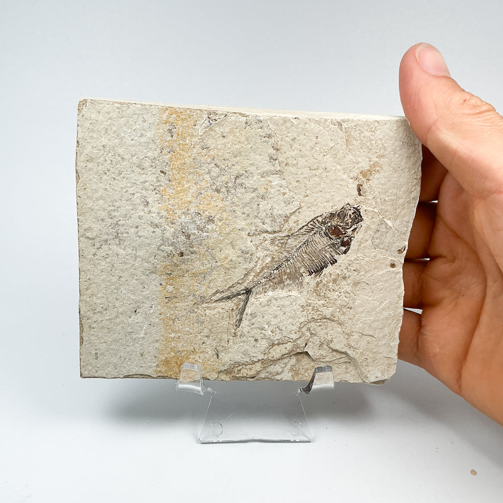 Fish Fossil