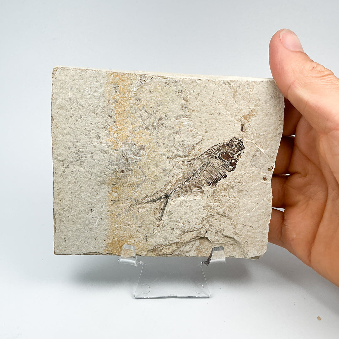 Fish Fossil