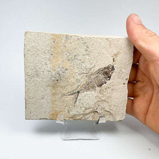 Fish Fossil