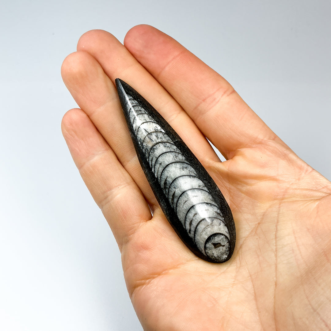 Polished Orthoceras Fossil