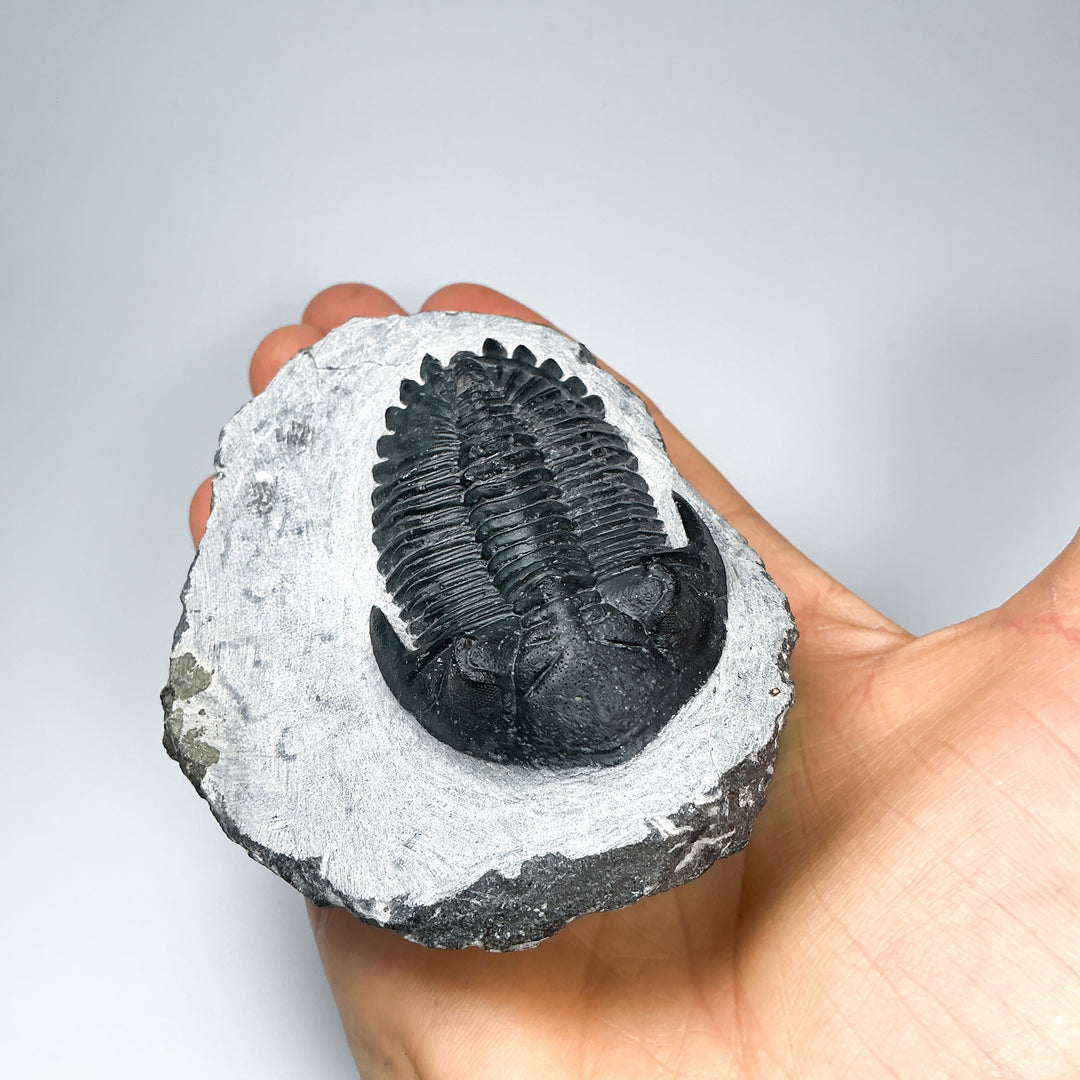 Trilobite Hollardops Fossil