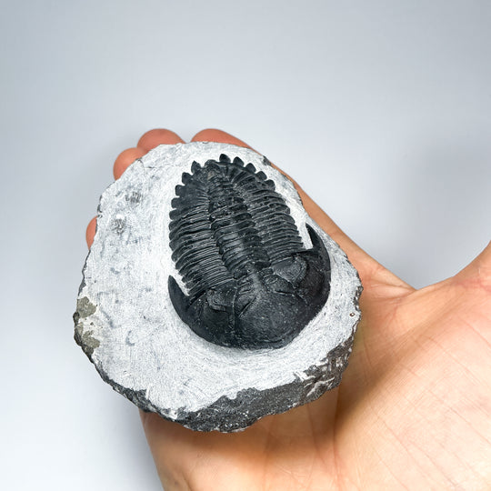 Trilobite Hollardops Fossil