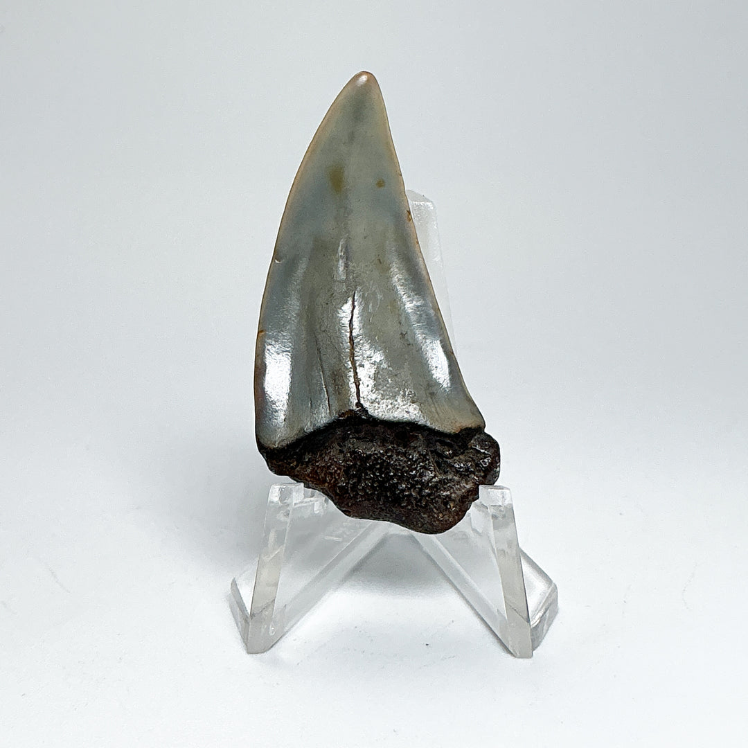 Fossilized Shark Tooth Specimen: Extinct Great White Shark