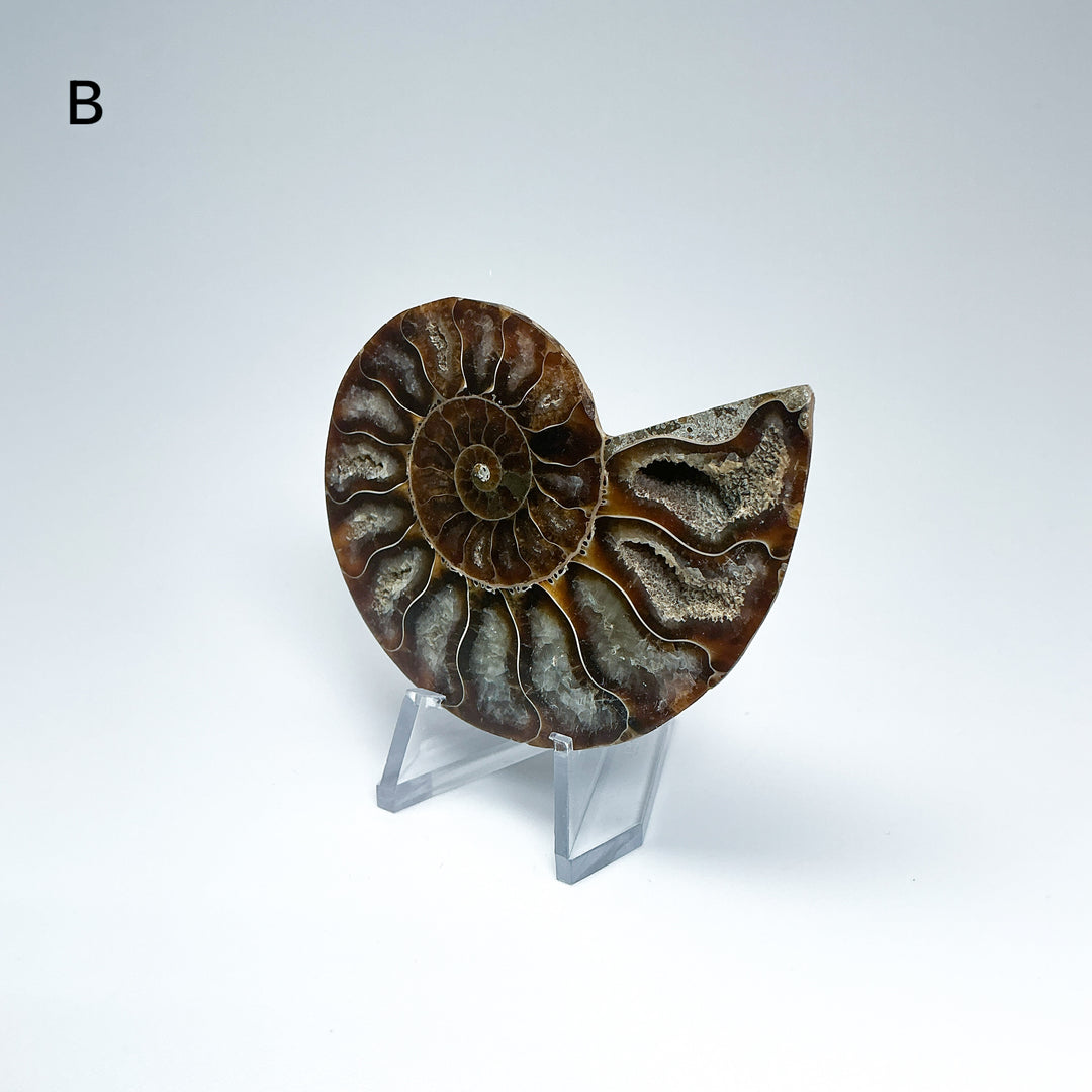 Chambered Ammonite