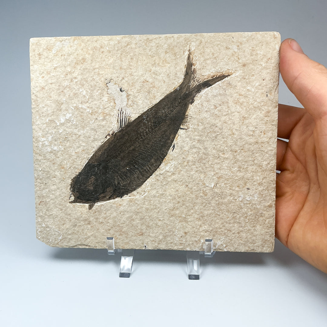 Fish Fossil - Rocks and Gems Canada