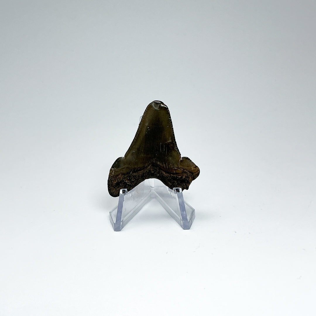 Fossilized Shark Tooth Specimen: Early Megalodon - Rocks and Gems Canada