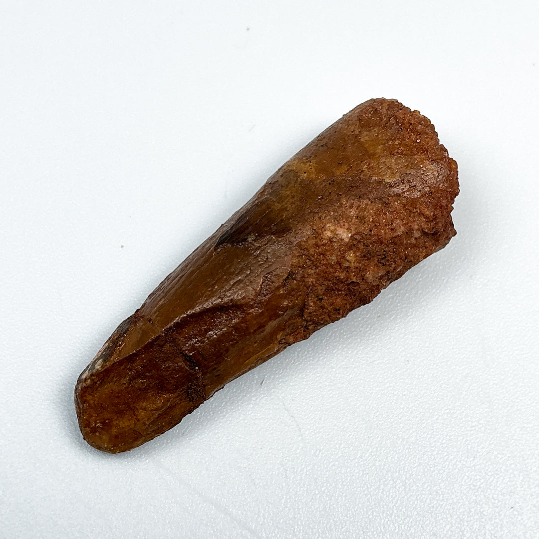 Fossilized Spinosaurus Tooth Specimen