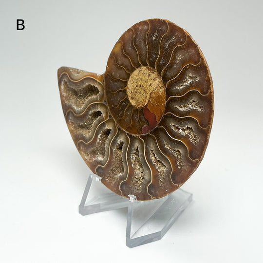 Chambered Ammonite