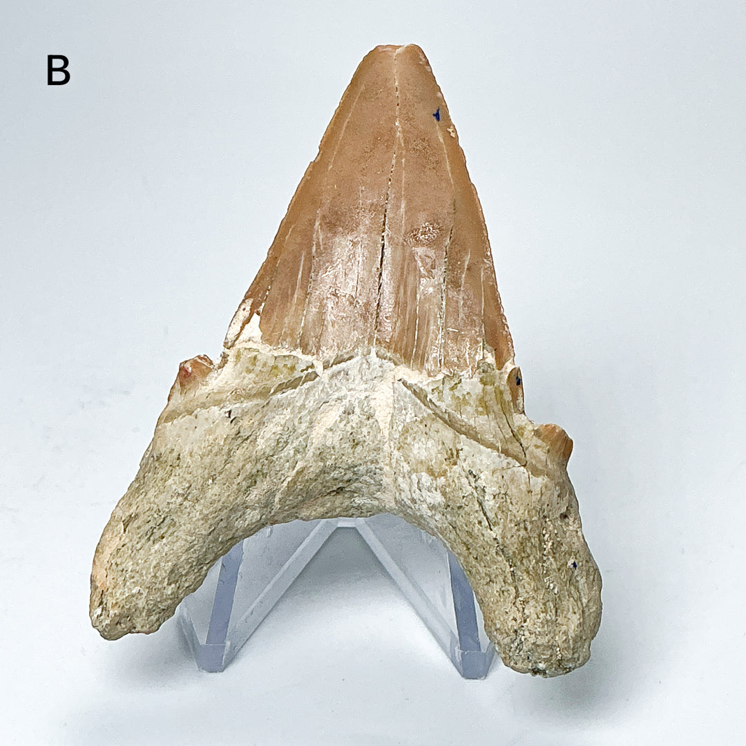 Fossilized Otodus/Lamna Shark Tooth Specimen