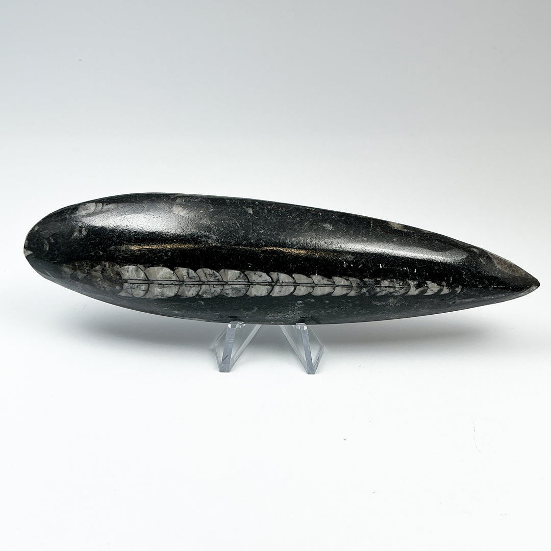 Polished Orthoceras Fossil