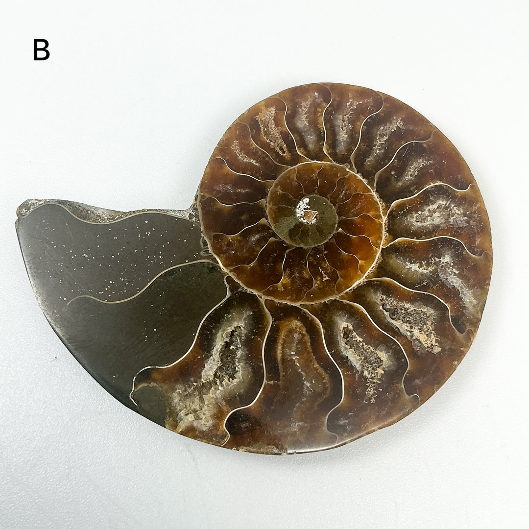 Chambered Ammonite