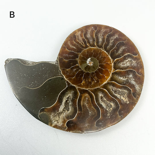 Chambered Ammonite