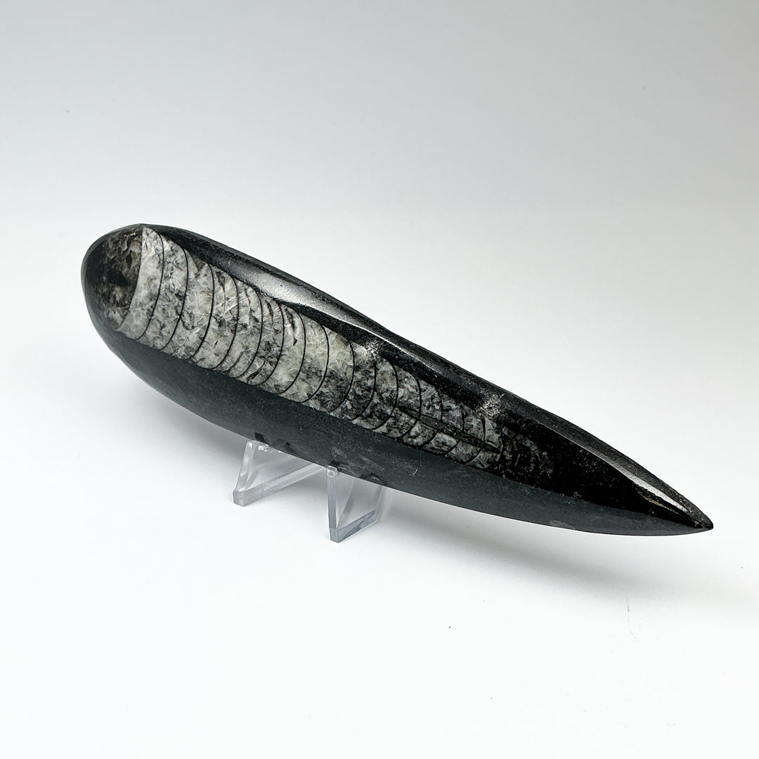 Polished Orthoceras Fossil