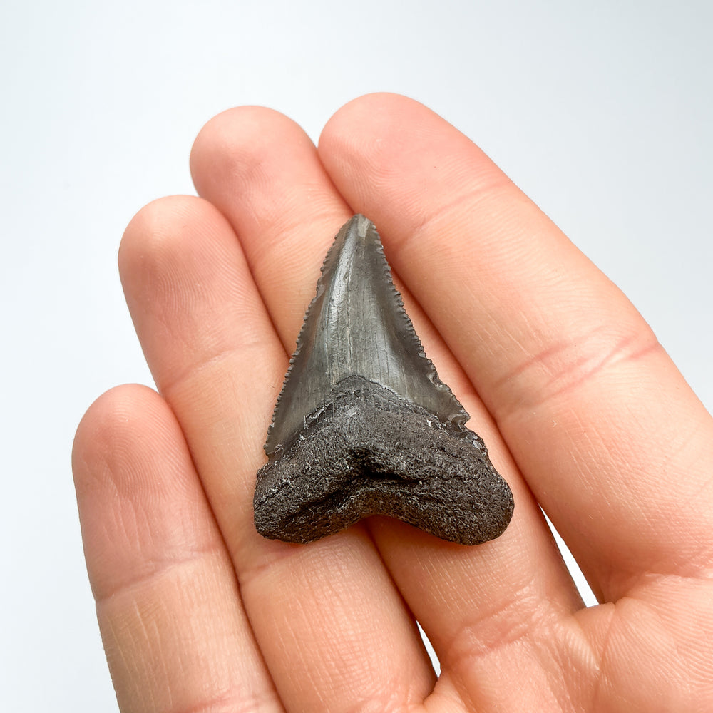 Fossilized Shark Tooth Specimen: Carcharodon Megalodon