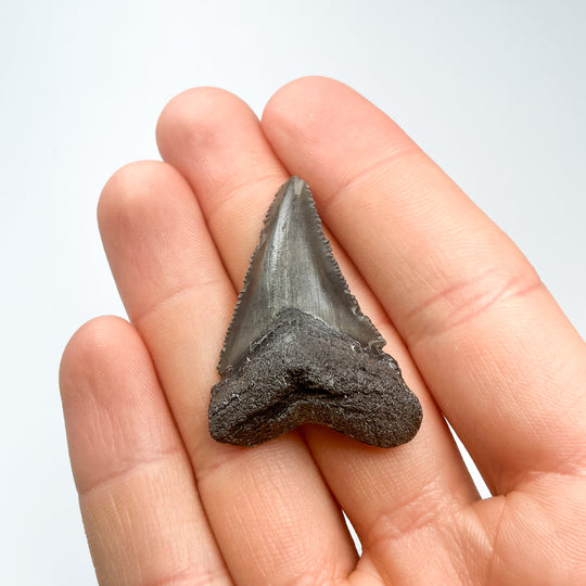 Fossilized Shark Tooth Specimen: Carcharodon Megalodon