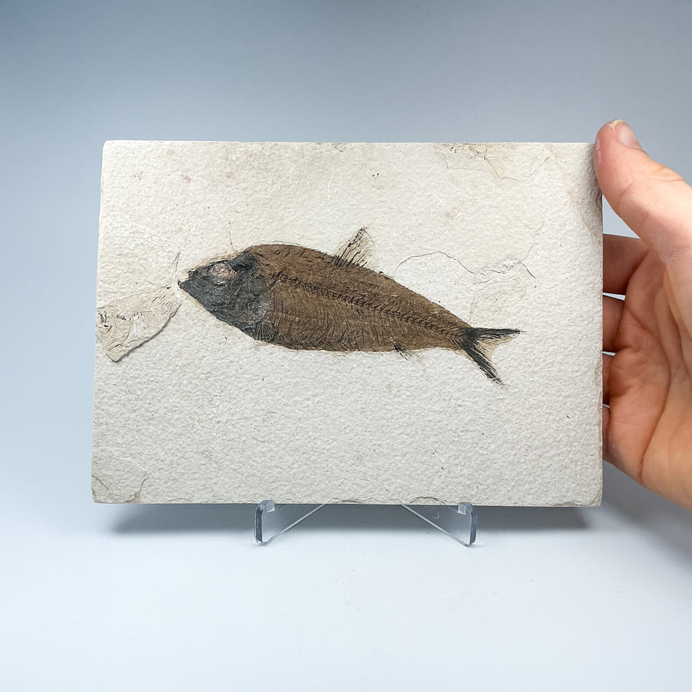 Fish Fossil - Rocks and Gems Canada