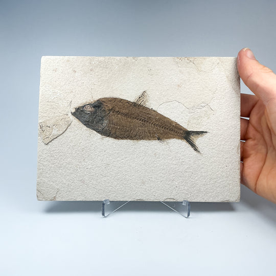 Fish Fossil - Rocks and Gems Canada