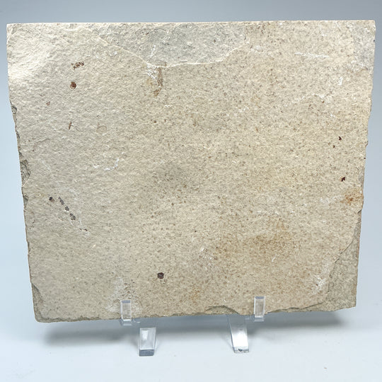 Fish Fossil