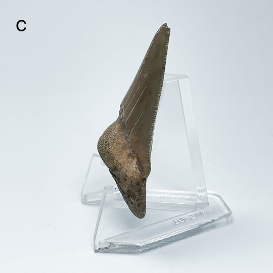 Fossilized Shark Tooth Specimen: Carcharodon Megalodon