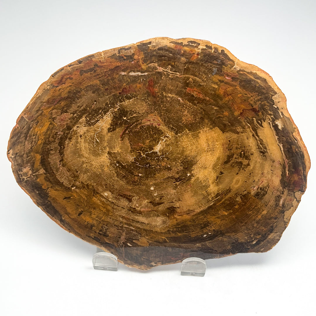 Petrified Wood Slice
