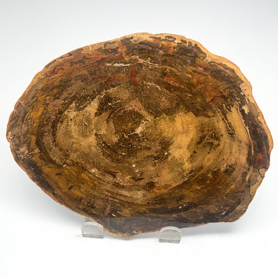 Petrified Wood Slice