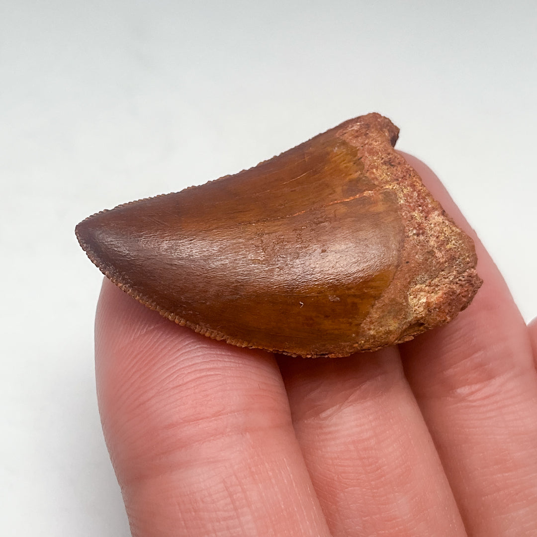 Fossilized Carcharodontosaurus Dinosaur Tooth Specimen