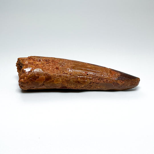 Fossilized Spinosaurus Tooth Specimen