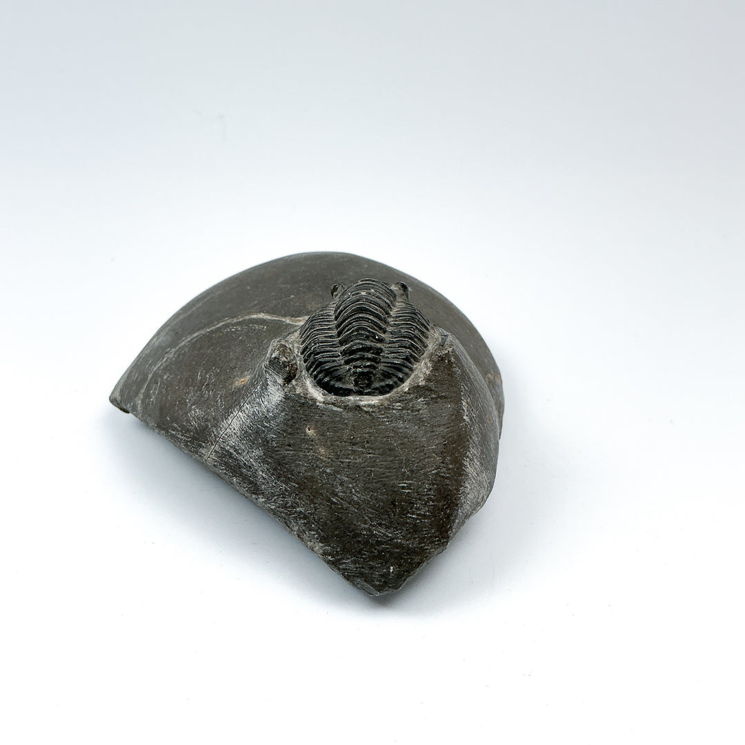 Trilobite Cornuproetus Fossil - Rocks and Gems Canada