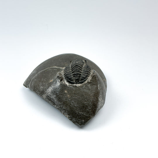 Trilobite Cornuproetus Fossil - Rocks and Gems Canada