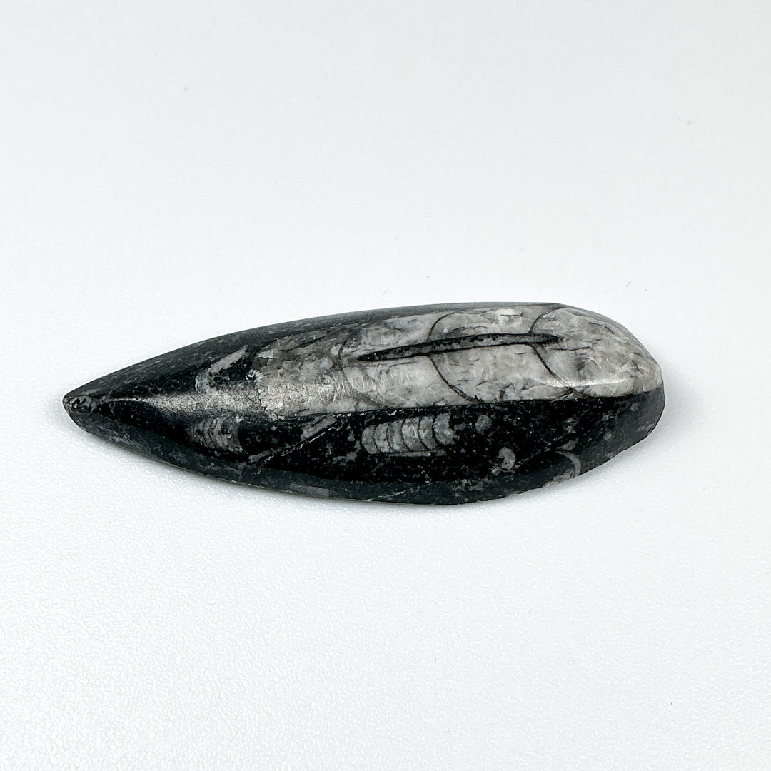 Mini Polished Orthoceras Fossil