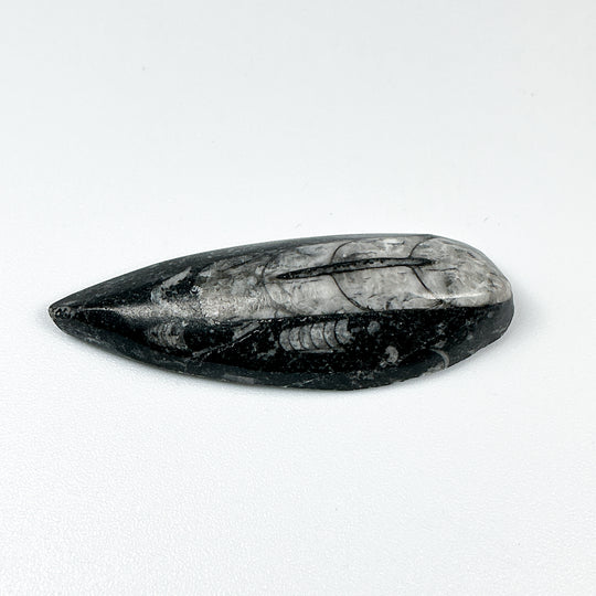 Mini Polished Orthoceras Fossil