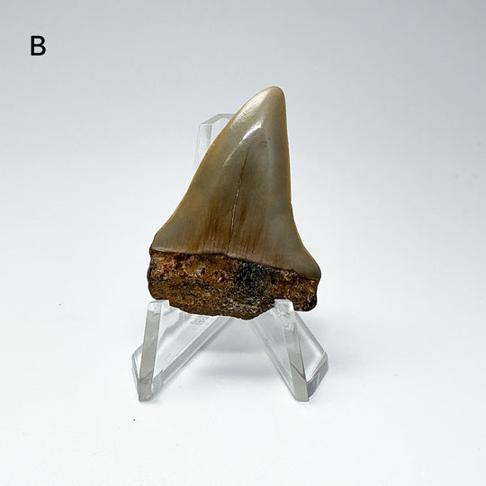 Fossilized Shark Tooth Specimen: Extinct Great White Shark