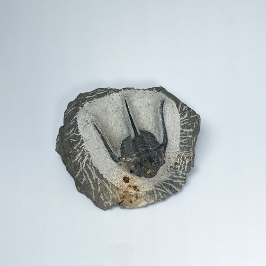 Trilobite Otarion Fossil