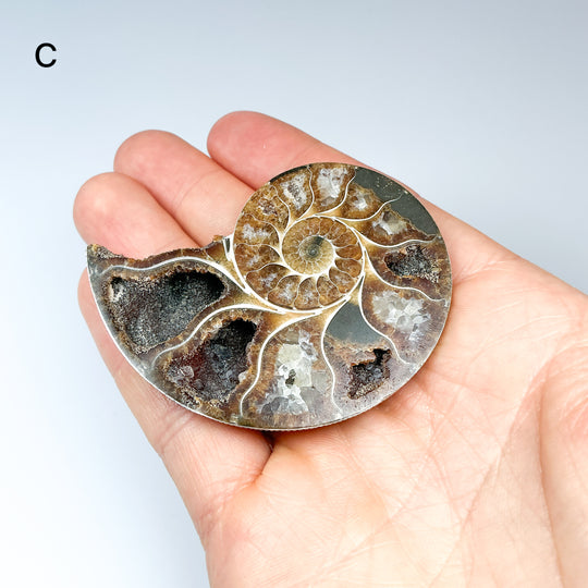 Chambered Ammonite - Rocks and Gems Canada