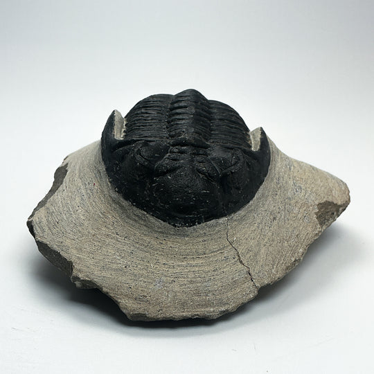 Trilobite Hollardops Fossil
