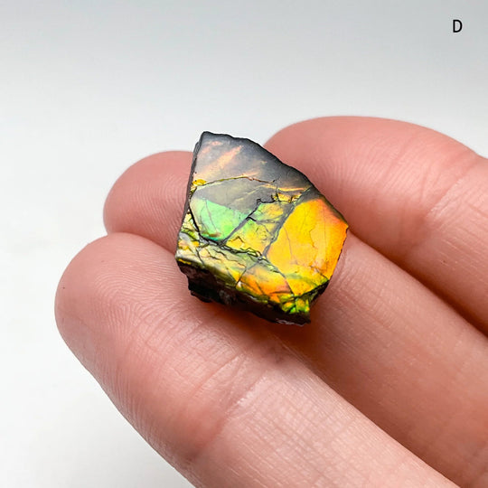 Ammolite Specimen
