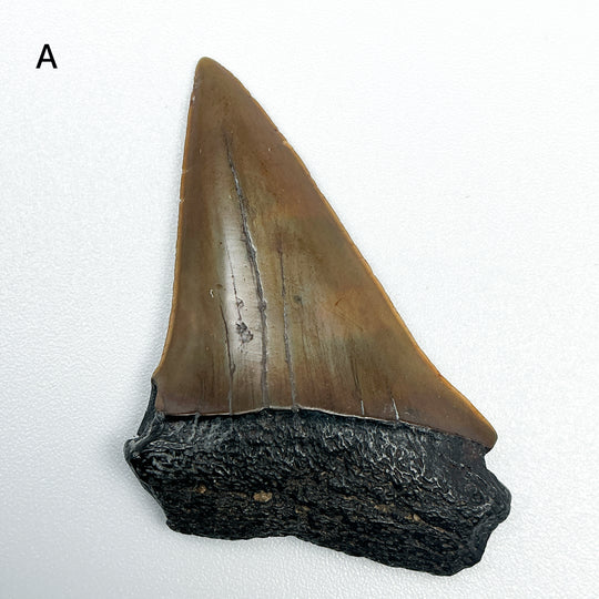 Fossilized Shark Tooth Specimen: Extinct Great White Shark