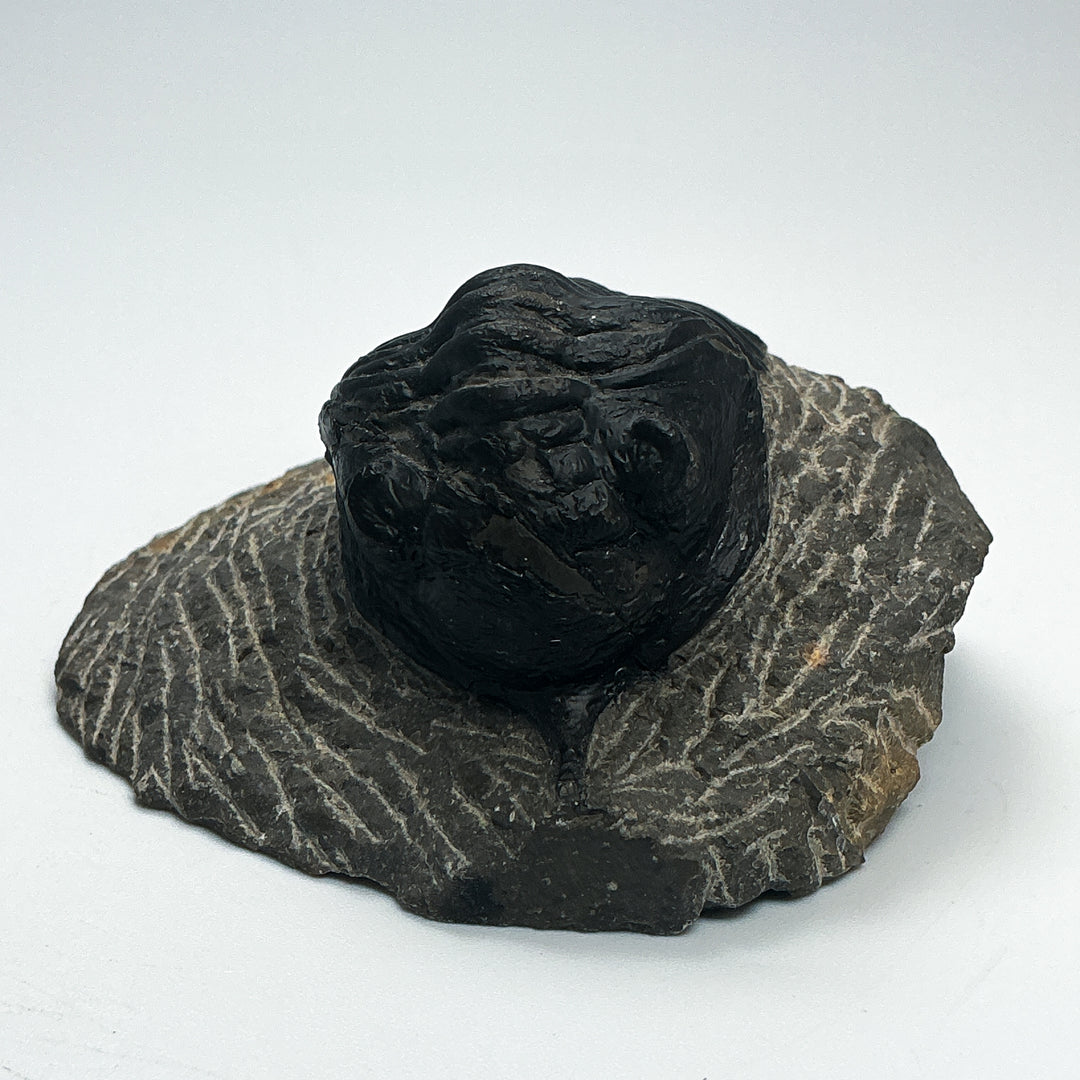 Trilobite Moroccanite Fossil