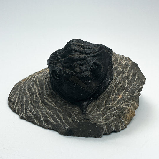 Trilobite Moroccanite Fossil
