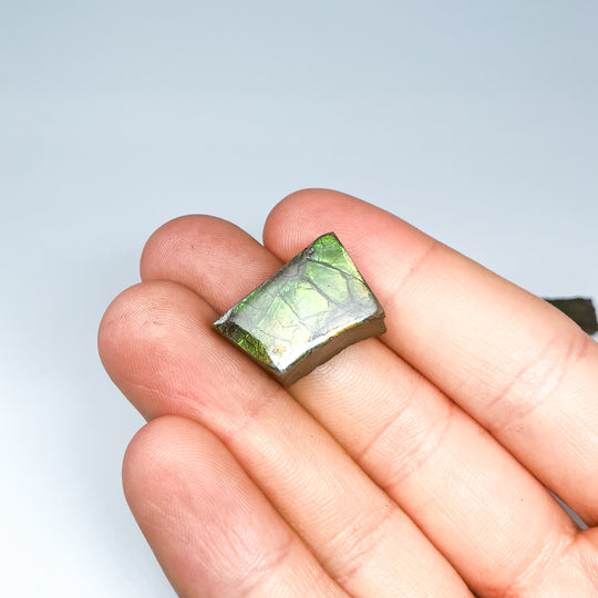 Ammolite Specimen