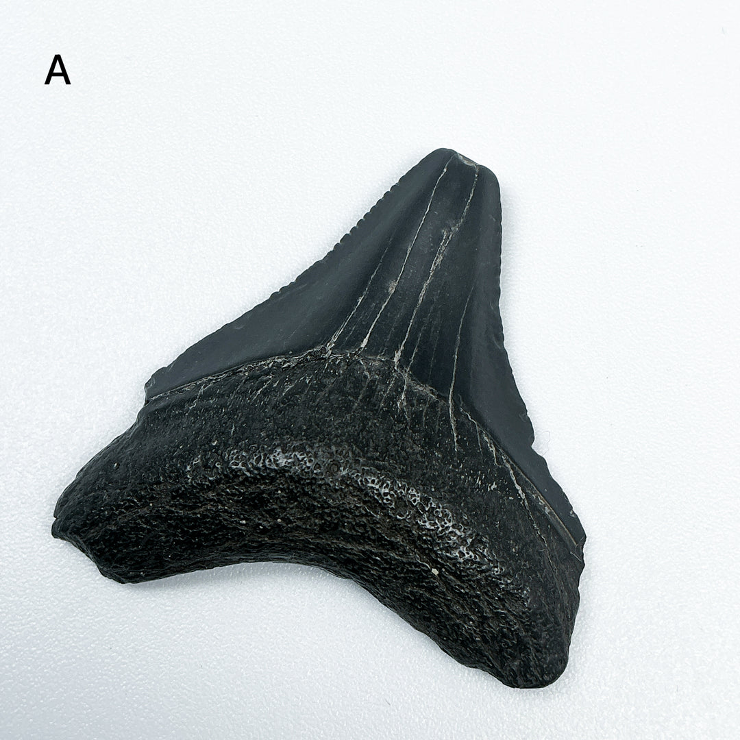 Fossilized Shark Tooth Specimen: Carcharodon Megalodon