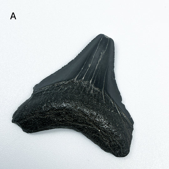 Fossilized Shark Tooth Specimen: Carcharodon Megalodon