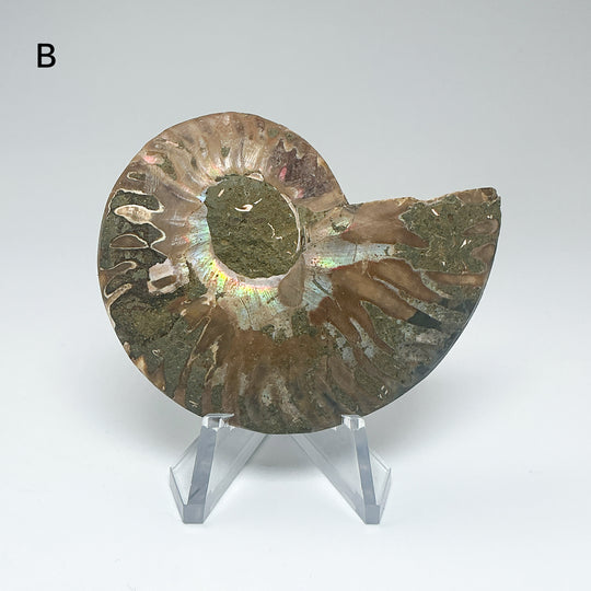 Chambered Ammonite
