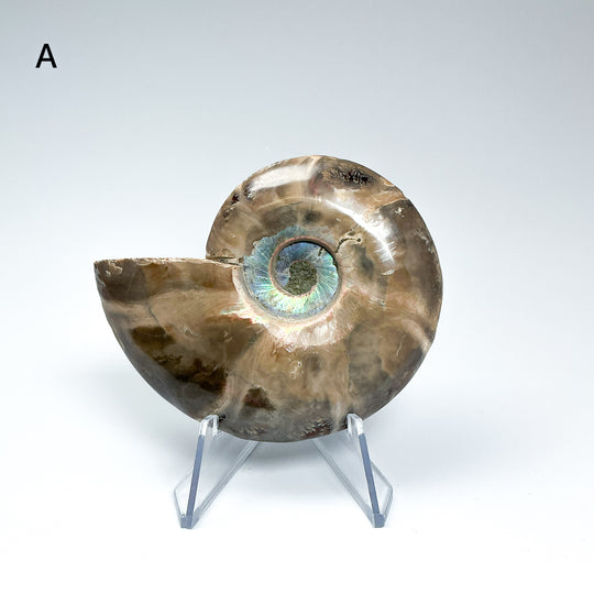 Chambered Ammonite - Rocks and Gems Canada