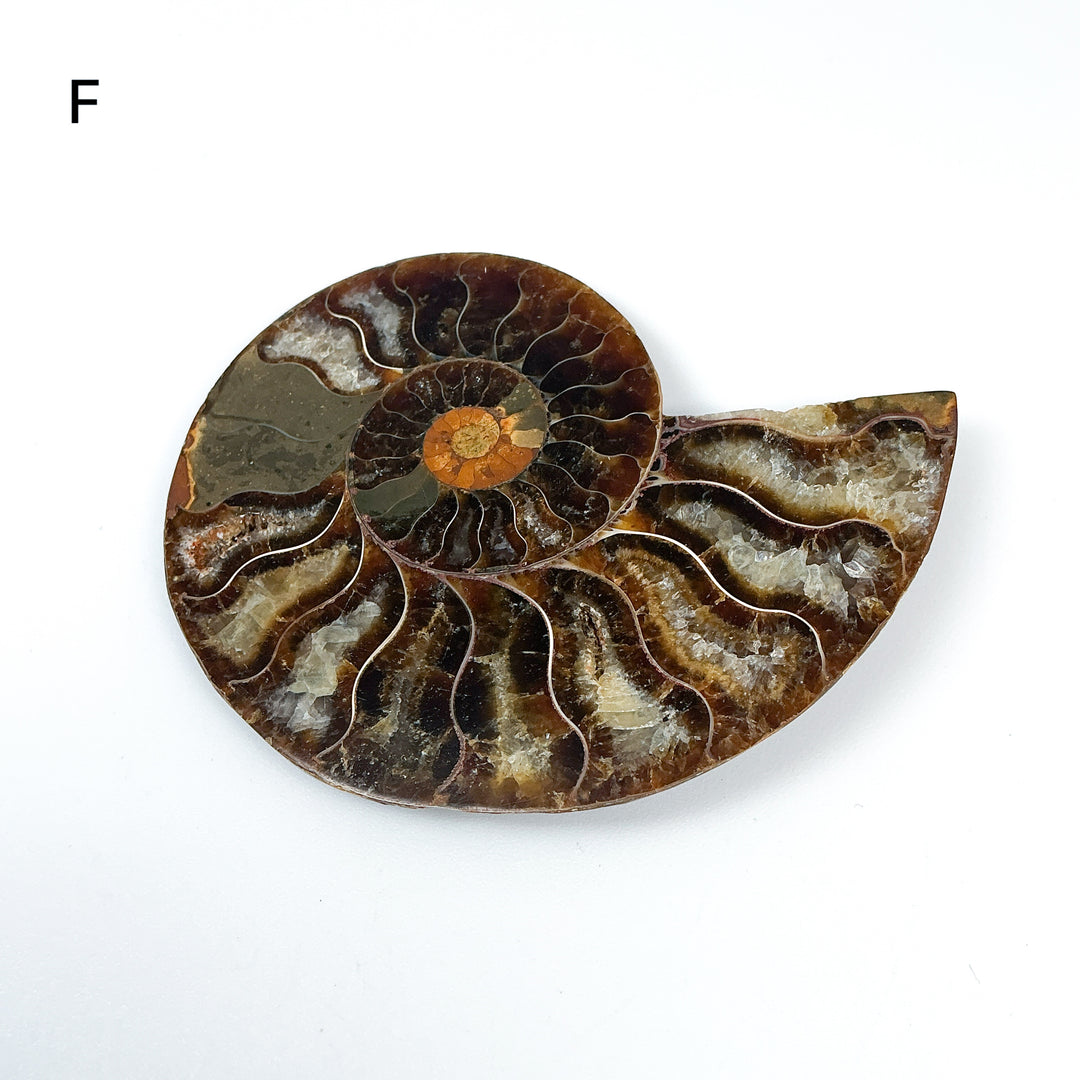 Chambered Ammonite - Rocks and Gems Canada